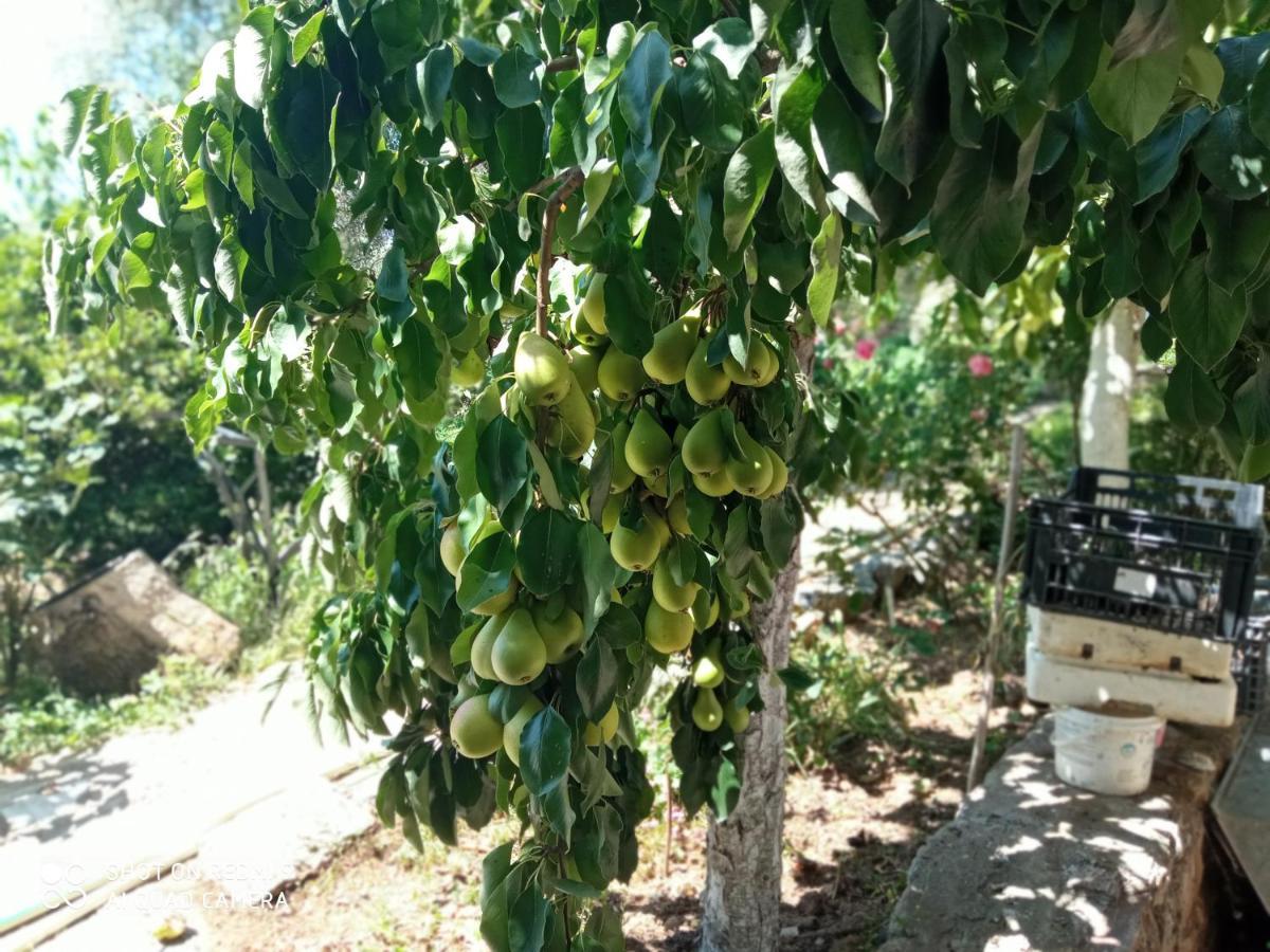 Appartement Bella-Caza à Nea Nea Makri Extérieur photo